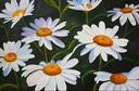 Daisy-Chain-Jan-2011B